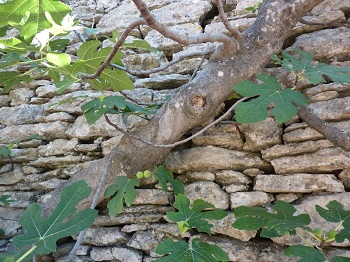 oliemeulen