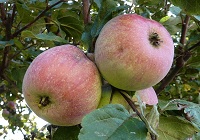 oliemeulen