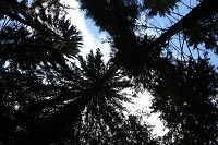 oliemeulen