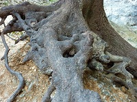 oliemeulen