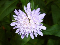 oliemeulen